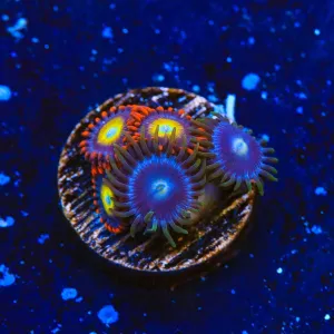 Circus Freak and Blueberry Zoanthids Coral