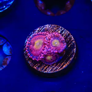 Halle Berry Zoanthids Coral