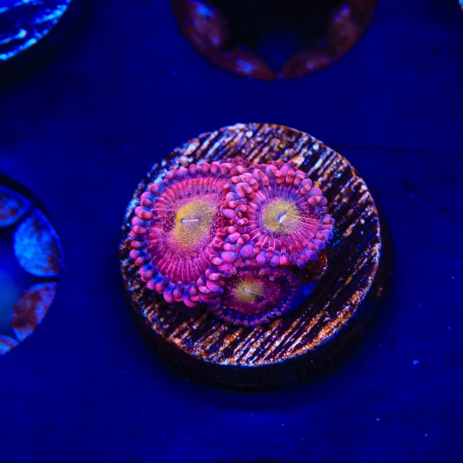 Halle Berry Zoanthids Coral