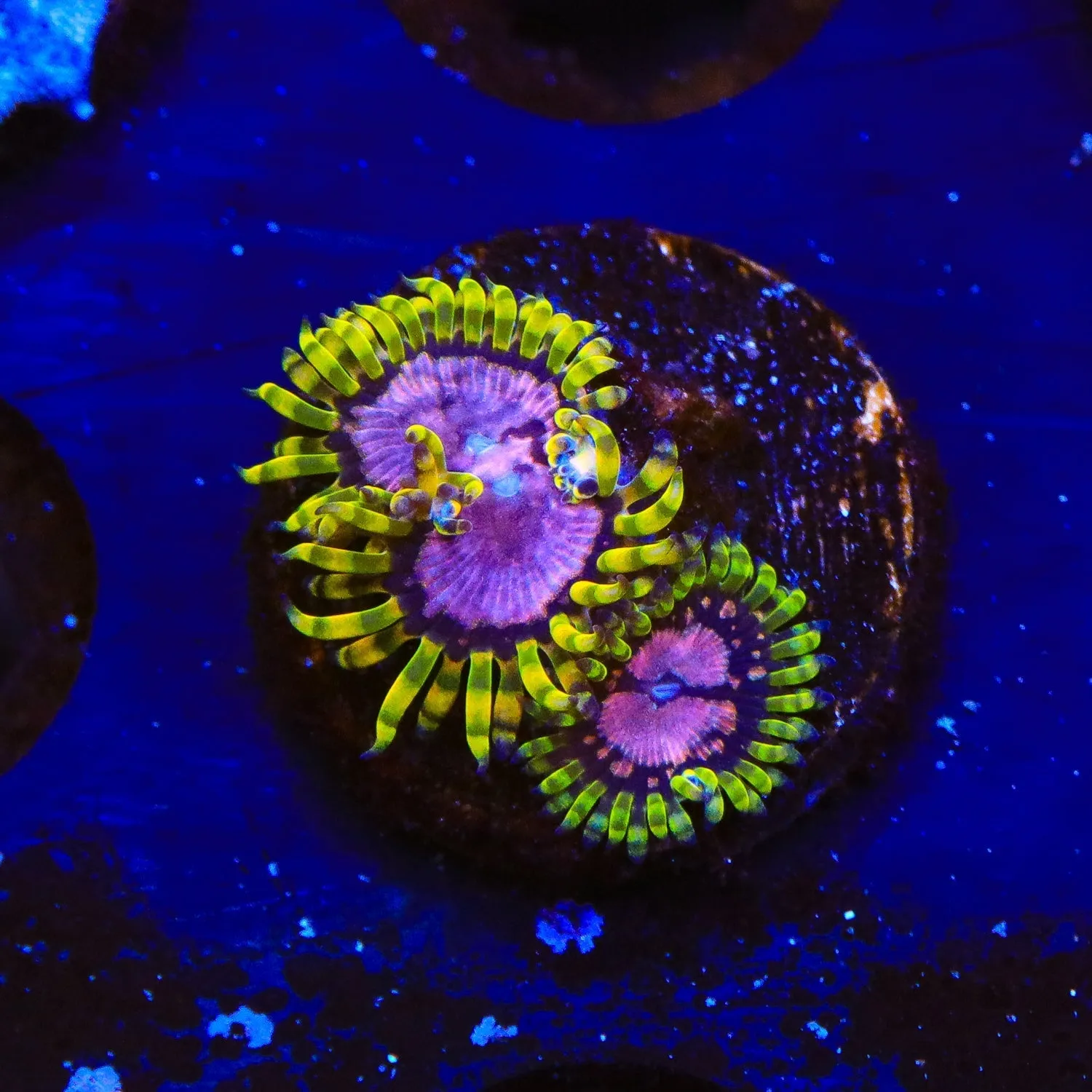 Purple Monster Zoanthids Coral
