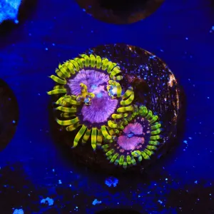 Purple Monster Zoanthids Coral
