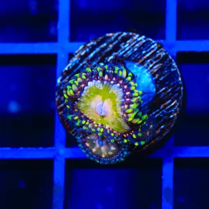 TSA Kaleidoscope Zoanthid Coral