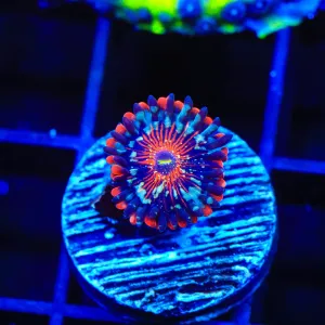 White Zombie Zoanthids Coral